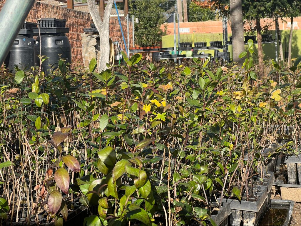 Zona de maduración de los árboles en el vivero